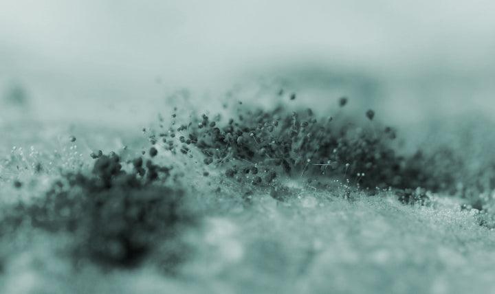 The Power of Caloric Restriction and Optimal Nutrition