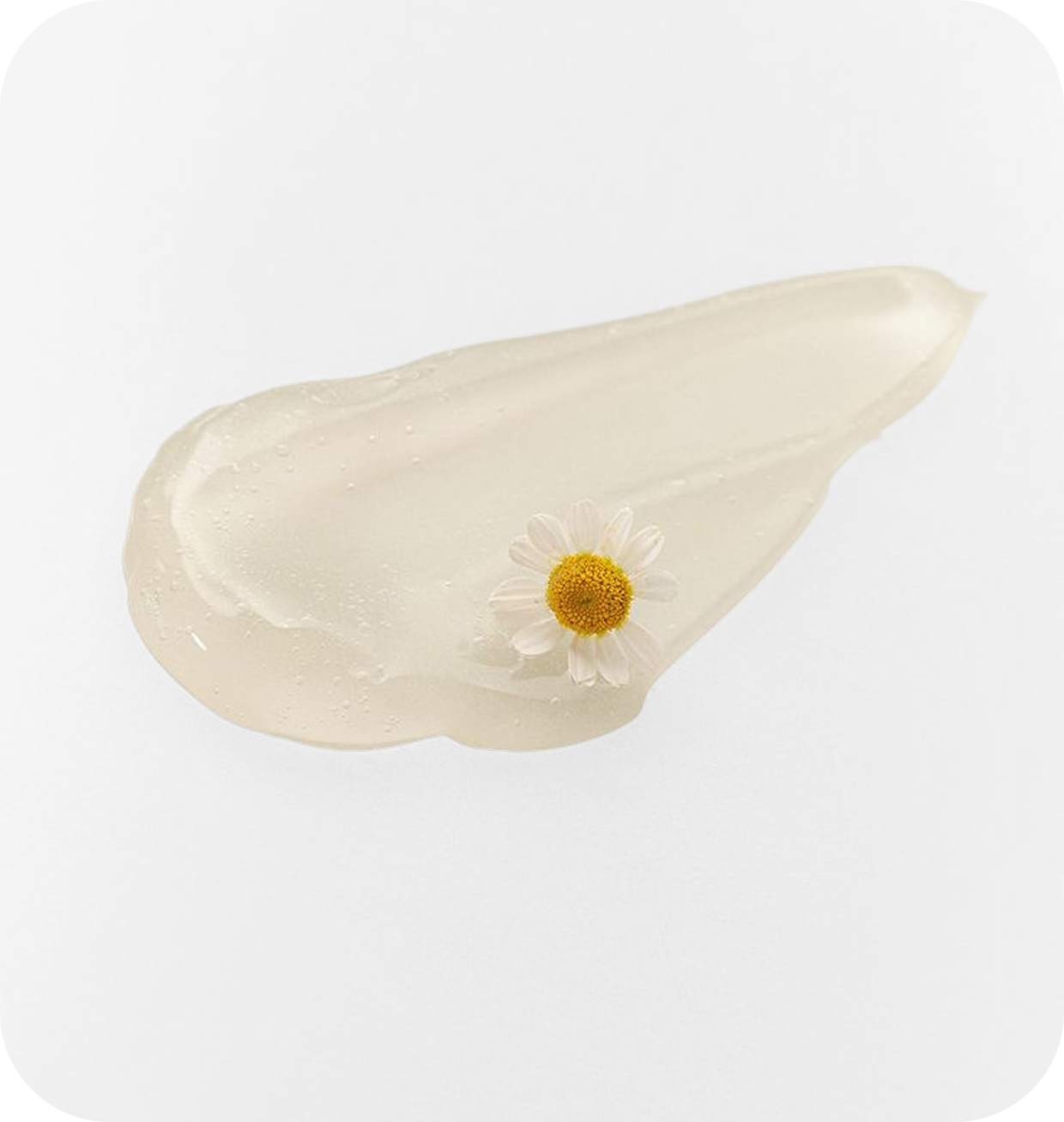 Chamomile Extract